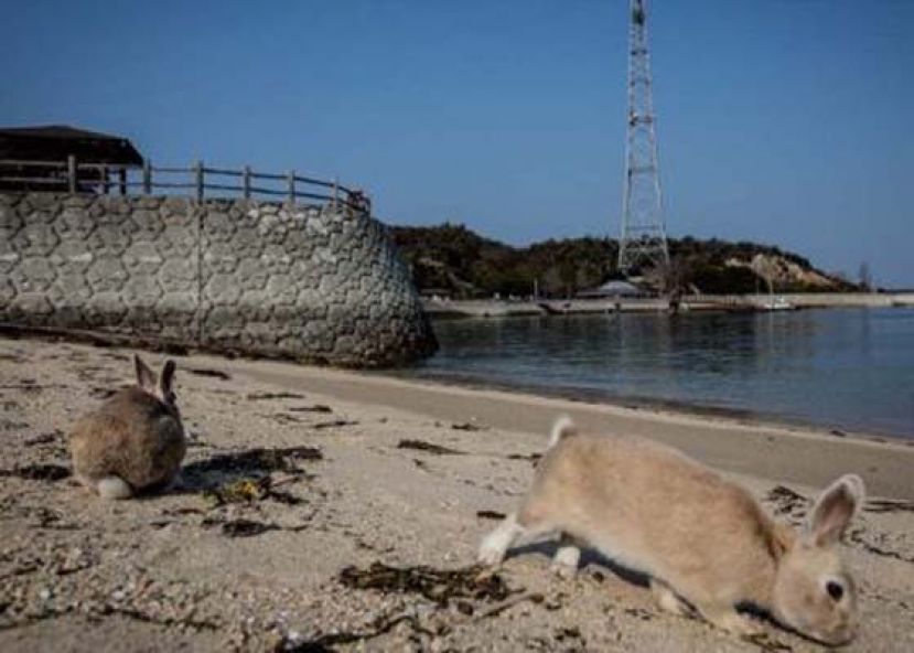 美国西南部兔群验出致命病毒。