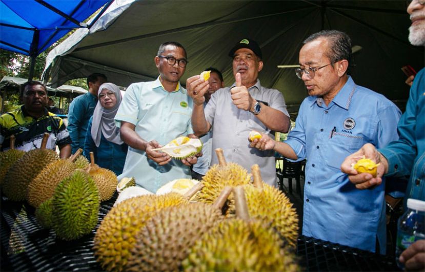 杂交榴槤 MDUR 88&nbsp;更名为 MARDI Super 88