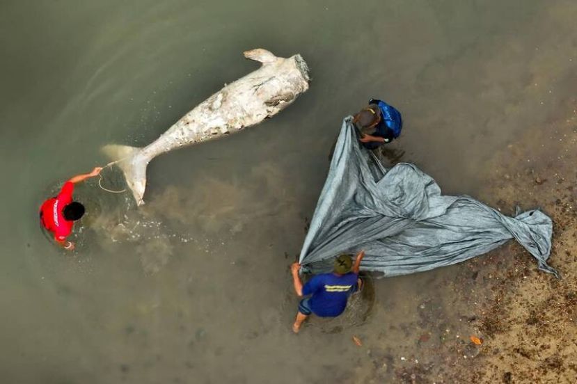 儒艮被砍头 尸体严重腐烂