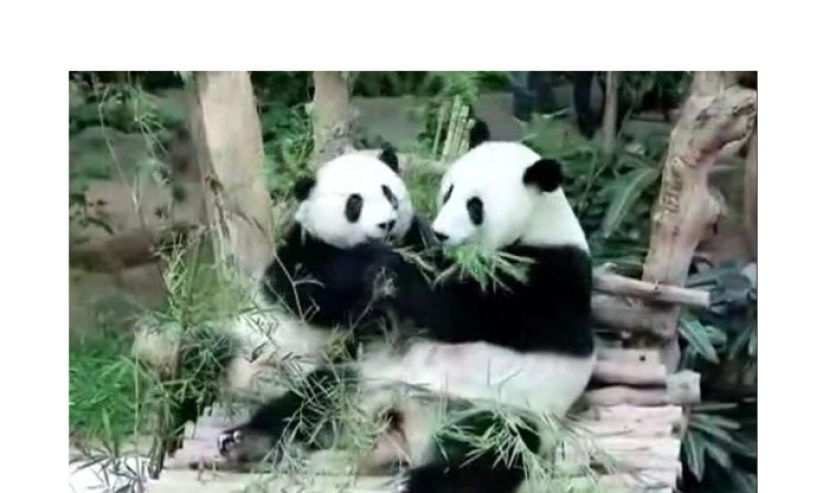 “兴兴” “靓靓” 5月返中国　国家动物园8月迎来新大熊猫