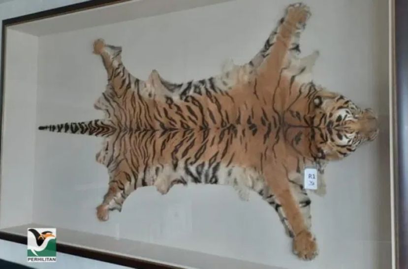 拿督斯里头衔的华裔商人非法藏有虎皮标本    监禁2年和罚款30万令吉