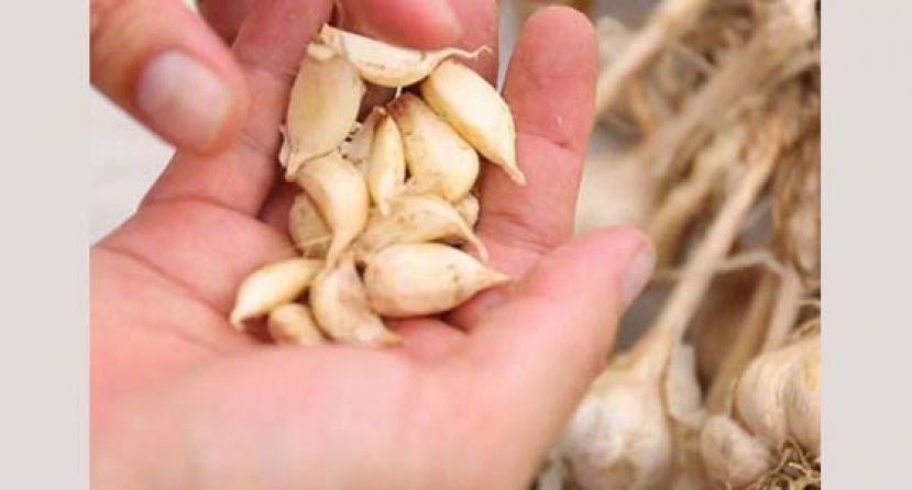 大蒜有助杀菌抗炎