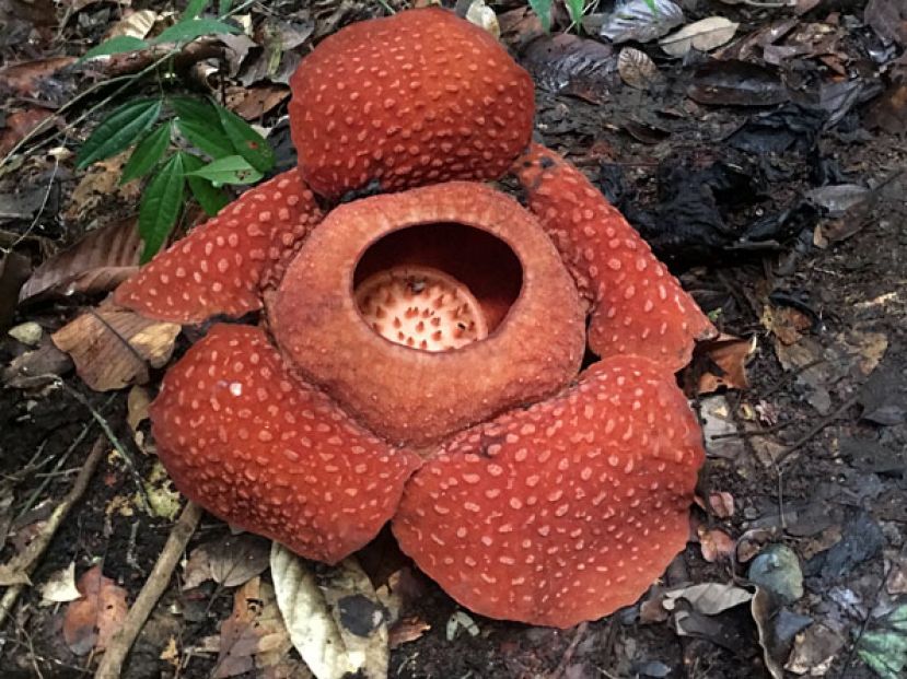 图示：大大盛开的莱佛士花！