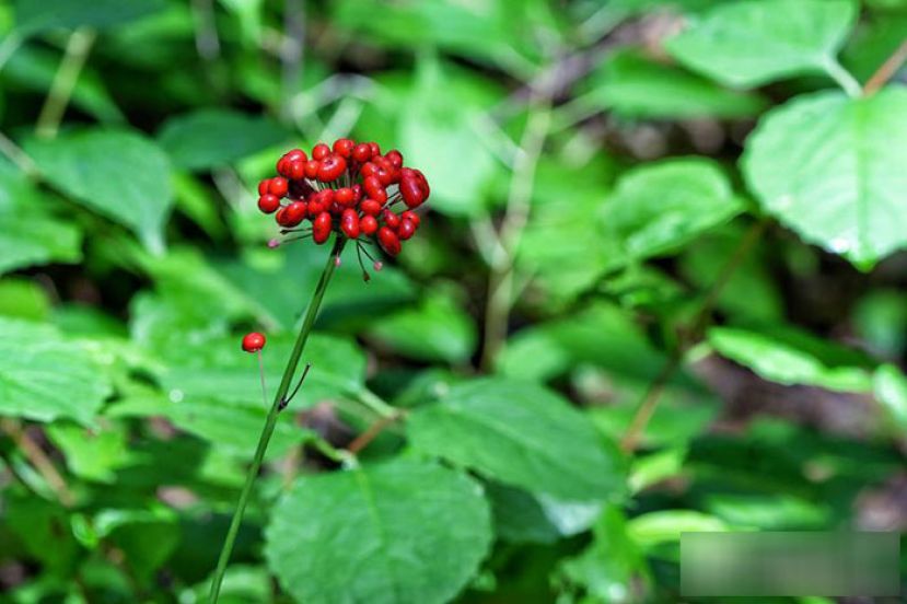 长白山人参浆果。