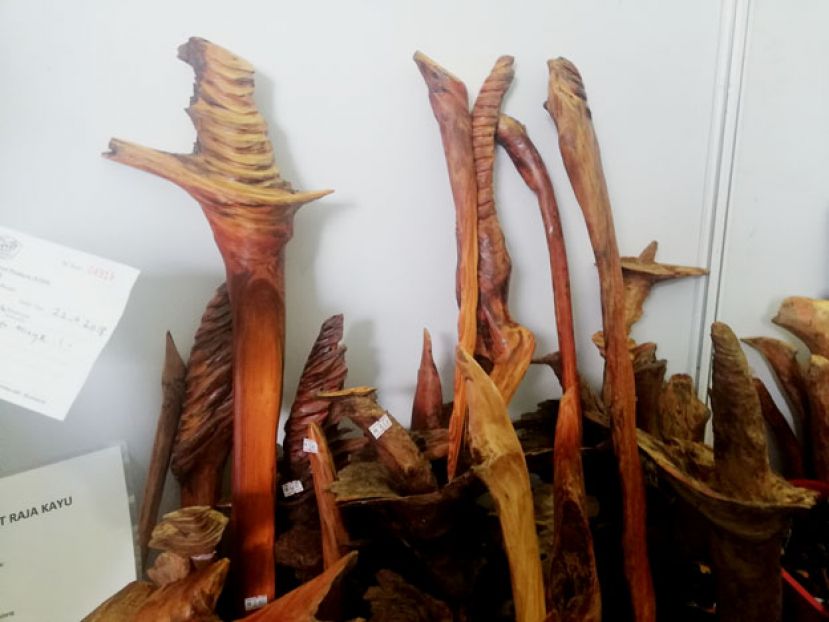 图示：原住民在深山内找到的帝王木。