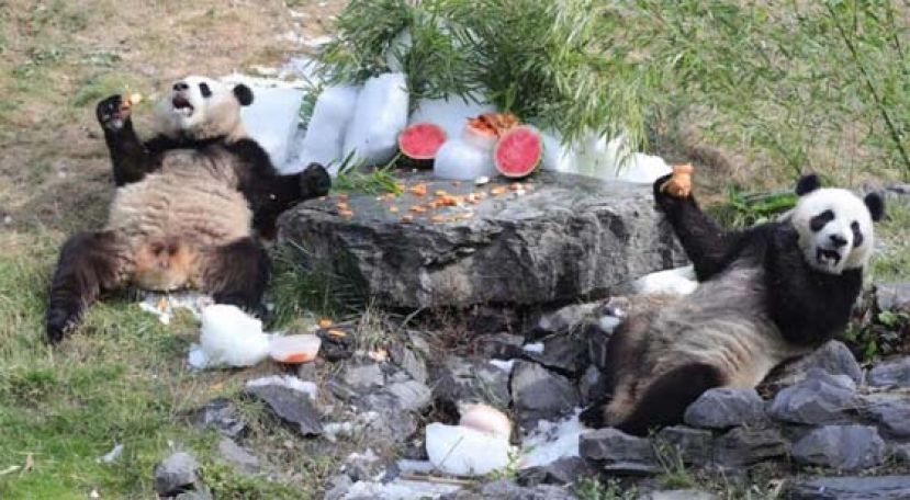 比利时3只大熊猫，今秋将被送回中国。