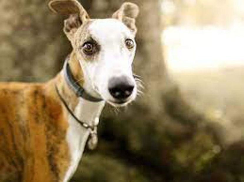 哪类犬种寿命最长？　研究：小型长脸犬