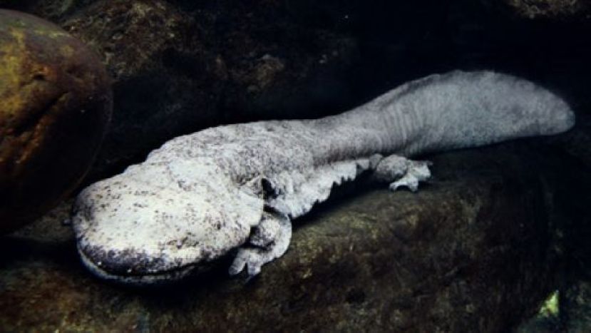 香港海洋公园17岁娃娃鱼，病情恶化安乐。