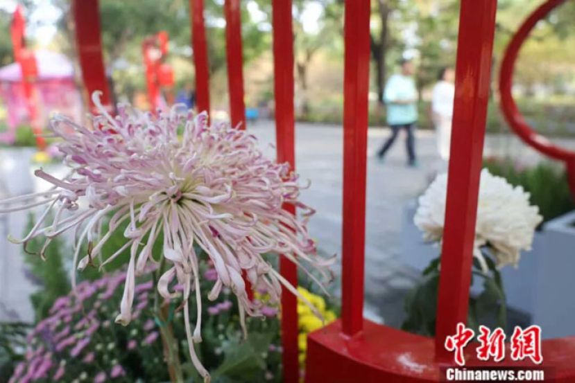 在北京陶然亭公园举办的第三届菊花文化节中拍摄的单头菊。