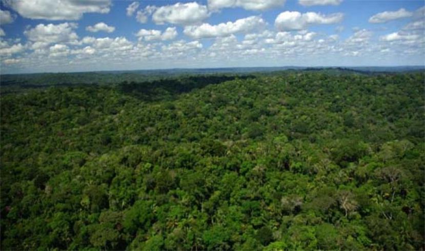 中国森林覆盖率逾25％，成全球增绿最多国家。