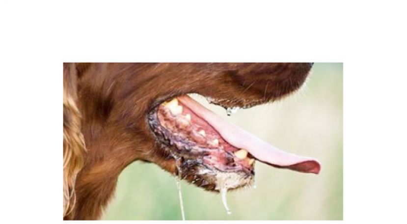 砂狂犬病再夺1命　累积35宗33人身亡