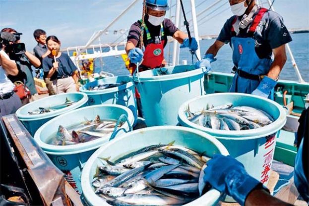 日本福岛渔民捕获的水产品。