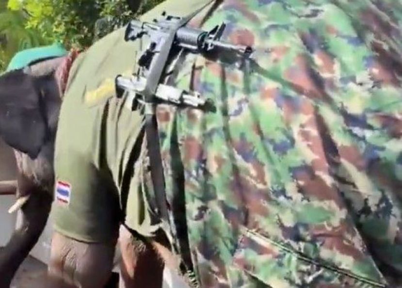 泰国战象出现在前线。