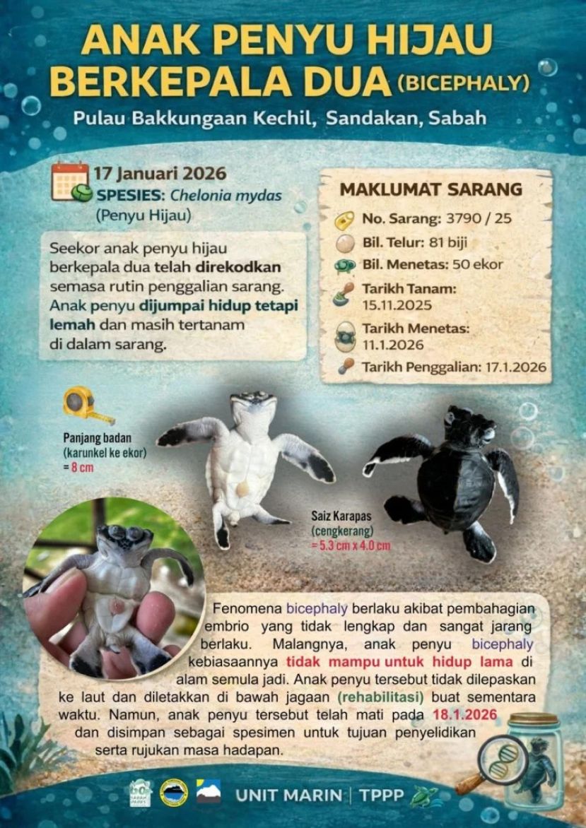 山打根附近的巴克昆甘凯奇尔岛   发现罕有的双头绿海龟幼龟