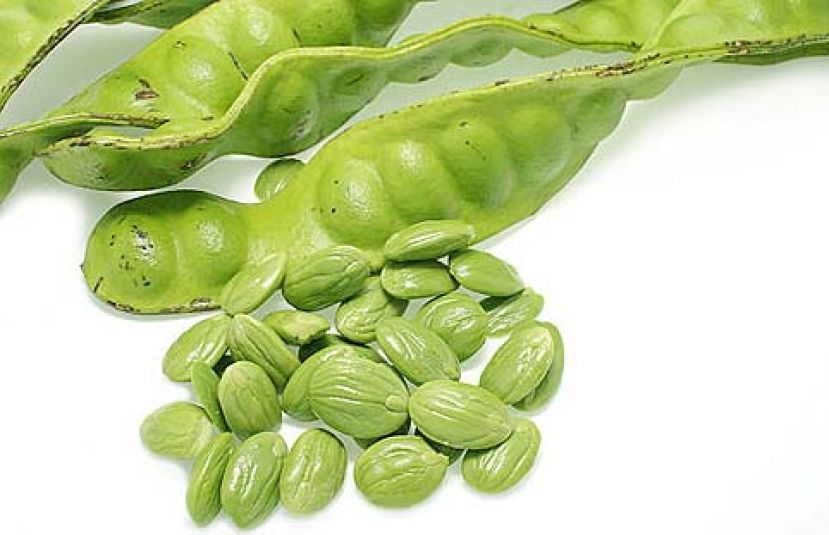 图示：臭豆是砂拉越原住民爱吃的食物。