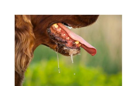 砂狂犬病再夺一命