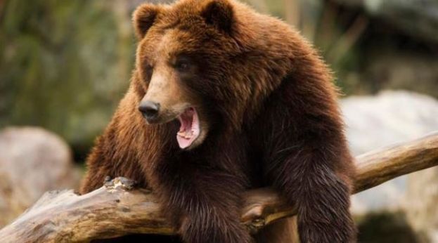 一名36岁阿拉斯加州女子在自家门外遭熊袭击而身受重伤。