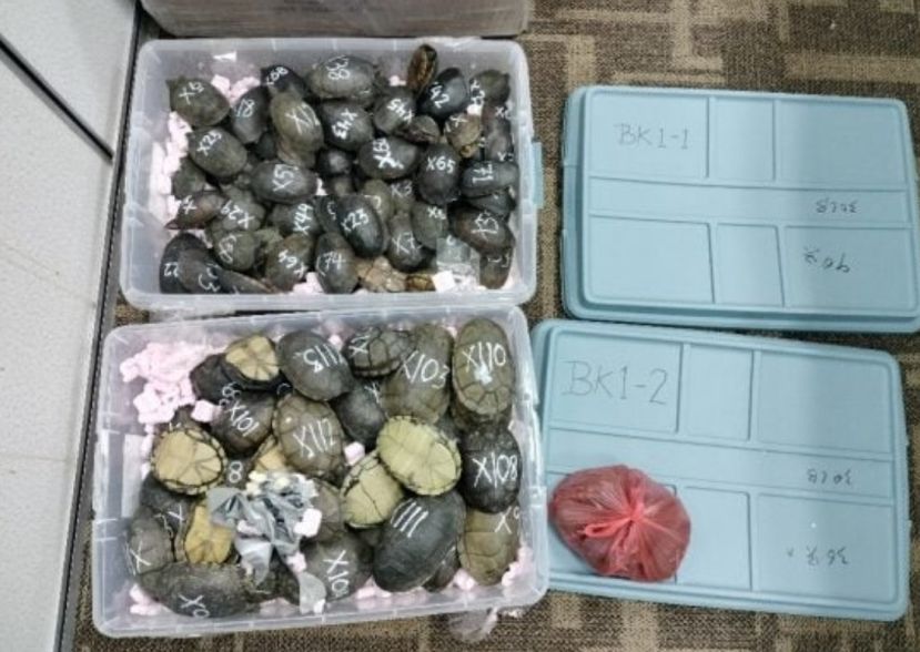 男子涉嫌走私116只蝎泽龟  市值逾3万令吉
