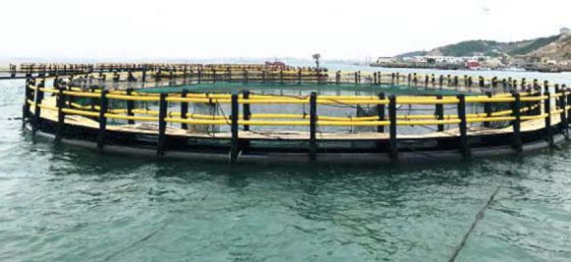 福清打造 “海上田园牧场”