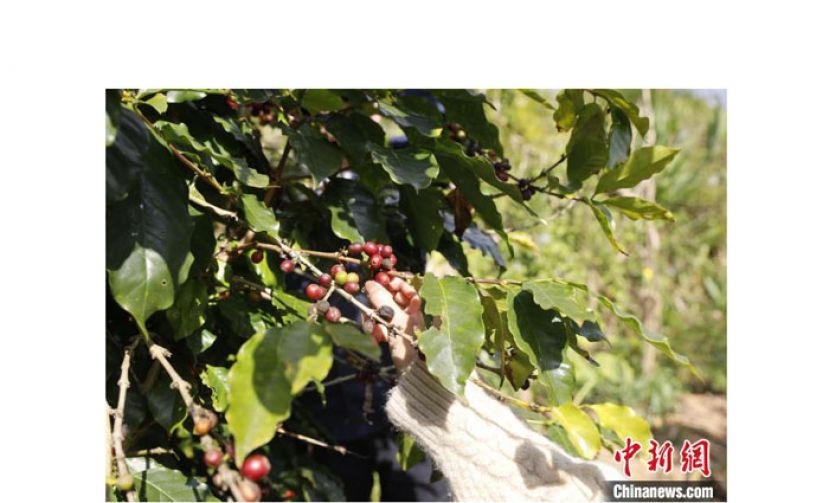 大开河咖啡庄园中成熟的咖啡鲜豆。