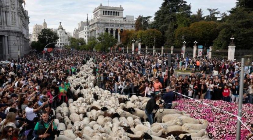 西班牙移牧节，羊群招摇过市。