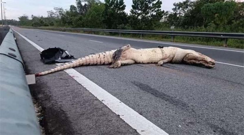 巨鳄遭汽车撞毙，横尸道路中央。