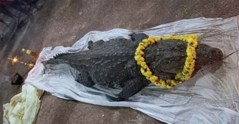 将近80年以来，巴比亚被视为这座寺庙的守护者。