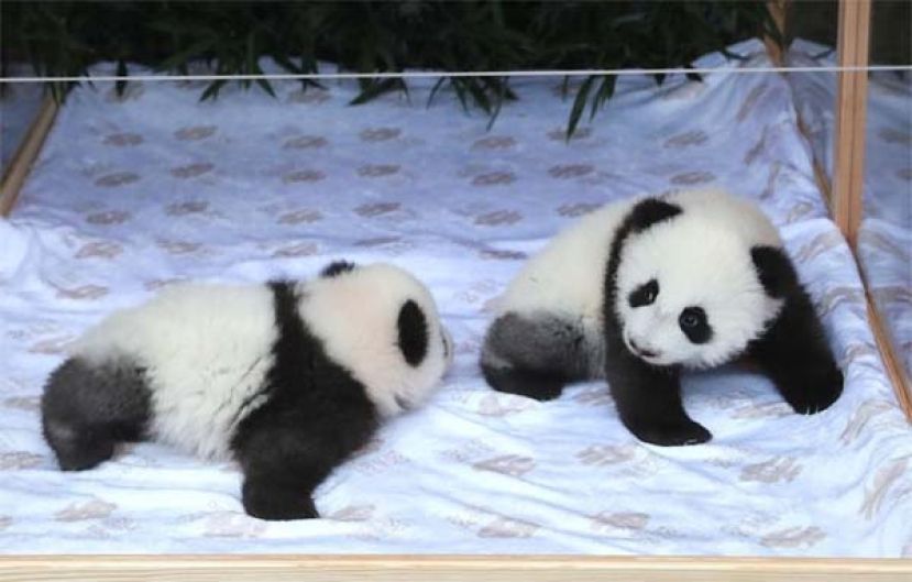 出生满百天，旅德熊猫取名&ldquo;梦好&rdquo;&ldquo;梦甜&rdquo;。