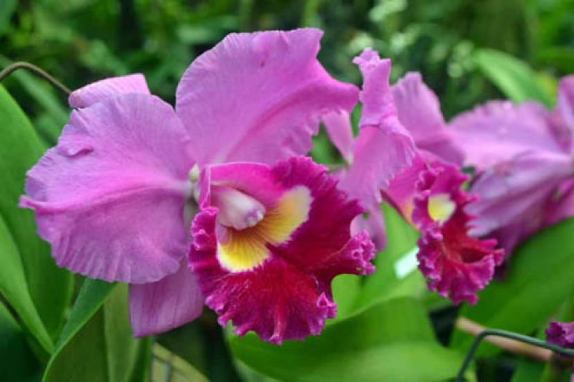 第13届亚太区兰花大会兰花展将于7月25日至28日，开放让公众进入赏花。