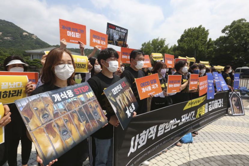 韩国动保人士曾于2020年7月在青瓦台附近举行示威集会，抗议国内食用狗肉的文化。