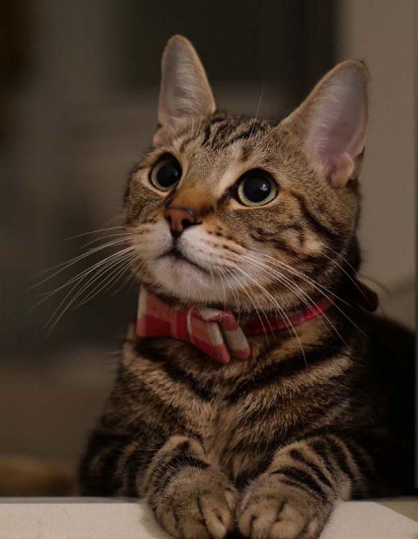 荷兰首次确认，猫感染禽流感死亡病例。