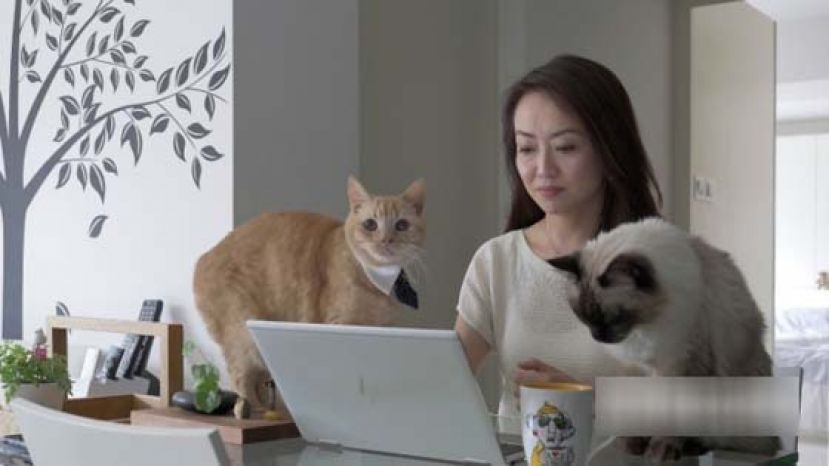 三猫妈妈指下班回来 ，一打开门有人欢迎，这种感觉是钱也买不到的。