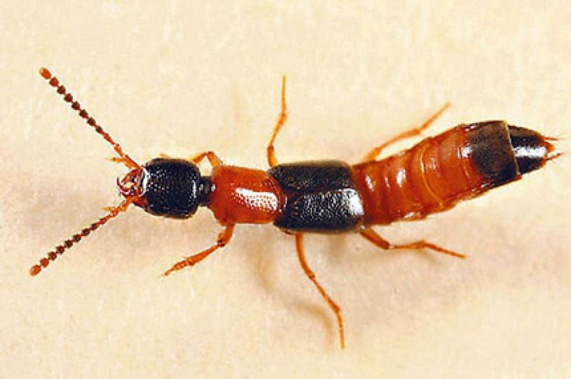 遇隐翅虫勿拍打 小心皮肤灼伤溃烂