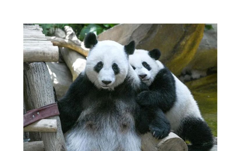 国家动物园预告　大熊猫 &ldquo;辰星&rdquo; &ldquo;晓月&rdquo; 即将亮相