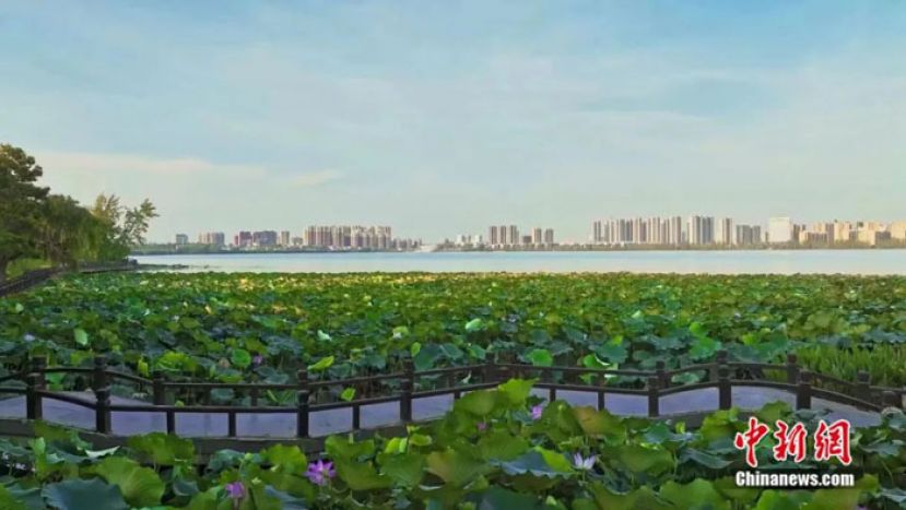 莫愁湖美景。