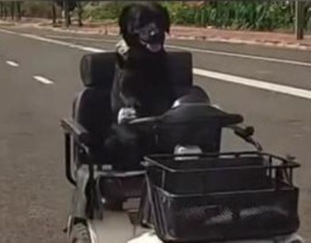 街头惊见“拉布拉多开车” 狗主：只练1个月。