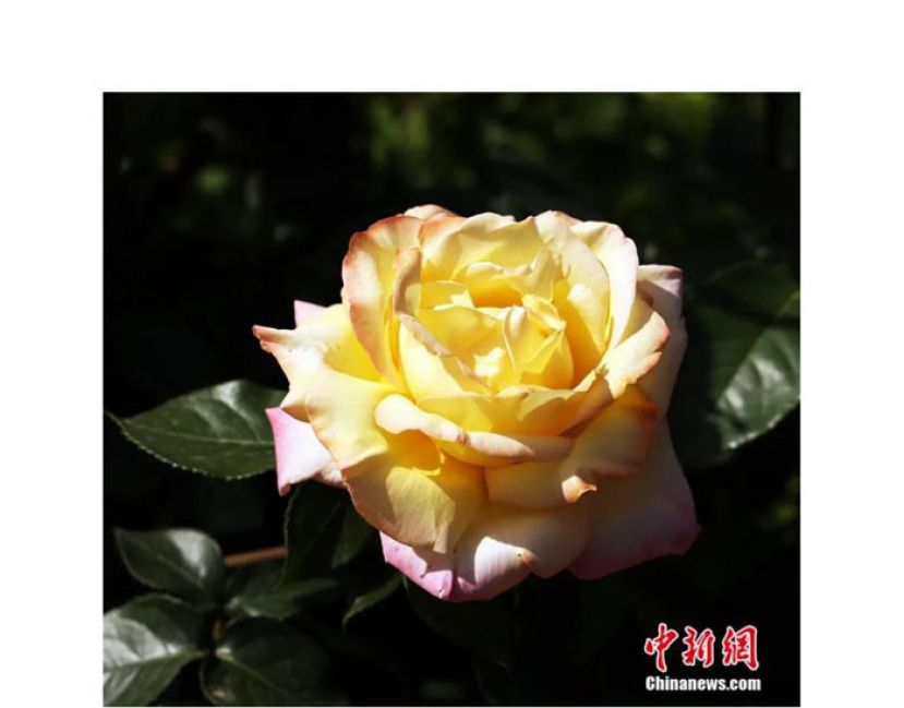 法国弗兰西斯梅郎于1939年育成的现代月季和平(Rosa hybrid 'Peace')。
