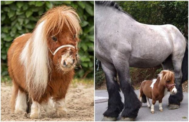 噗姆可身高只有52.6公分，打破金氏世界纪录。