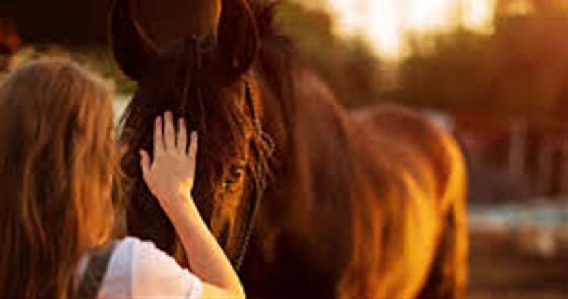 马术不只是运动　可助迟缓儿增加平衡感