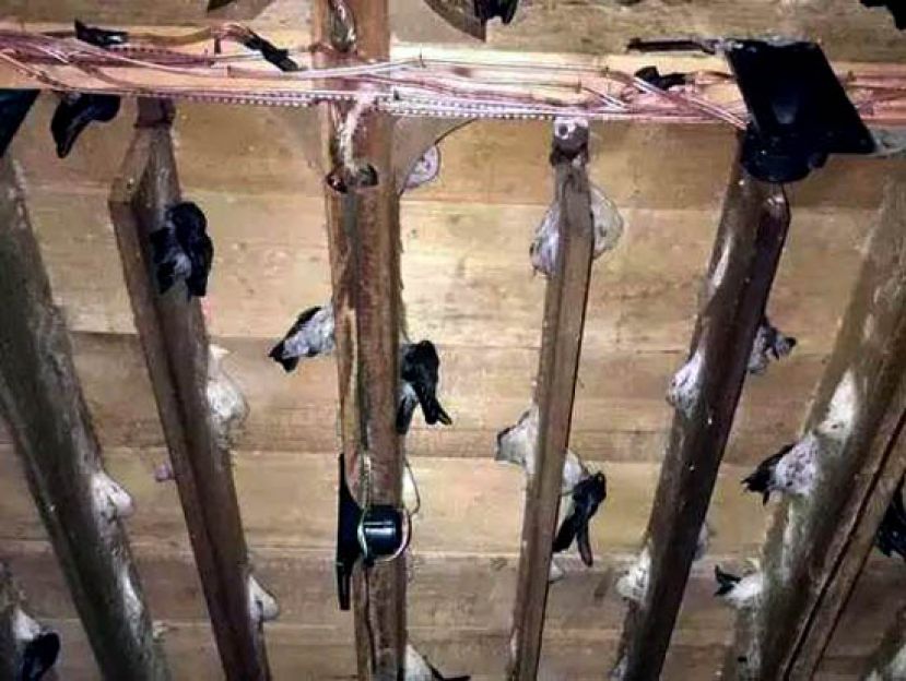 燕屋里的殖窝板,燕子选择自己喜欢的位置筑巢。