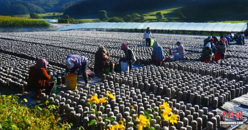 菌农们正在采摘。