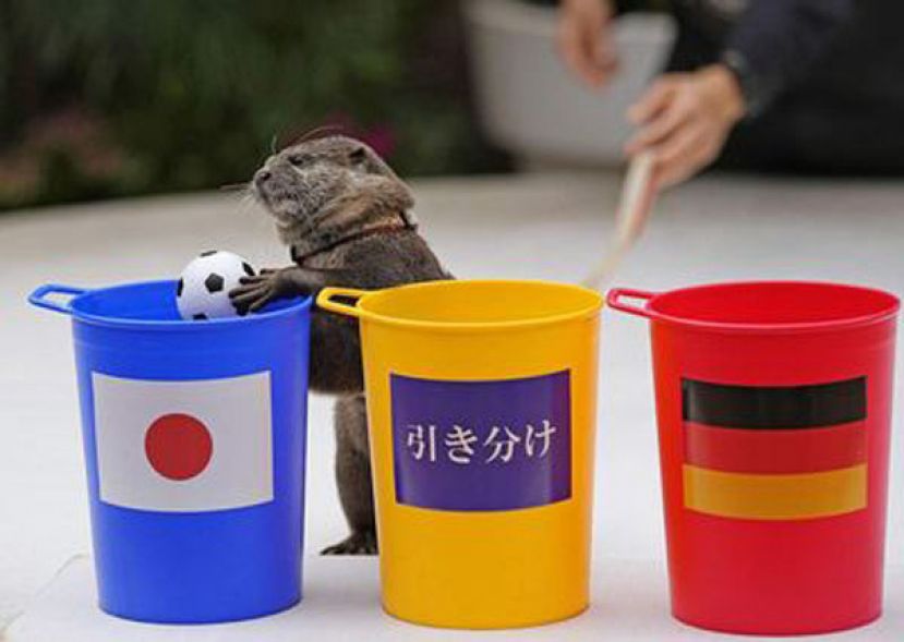 日本世足赢德国　萌水獭预言成真