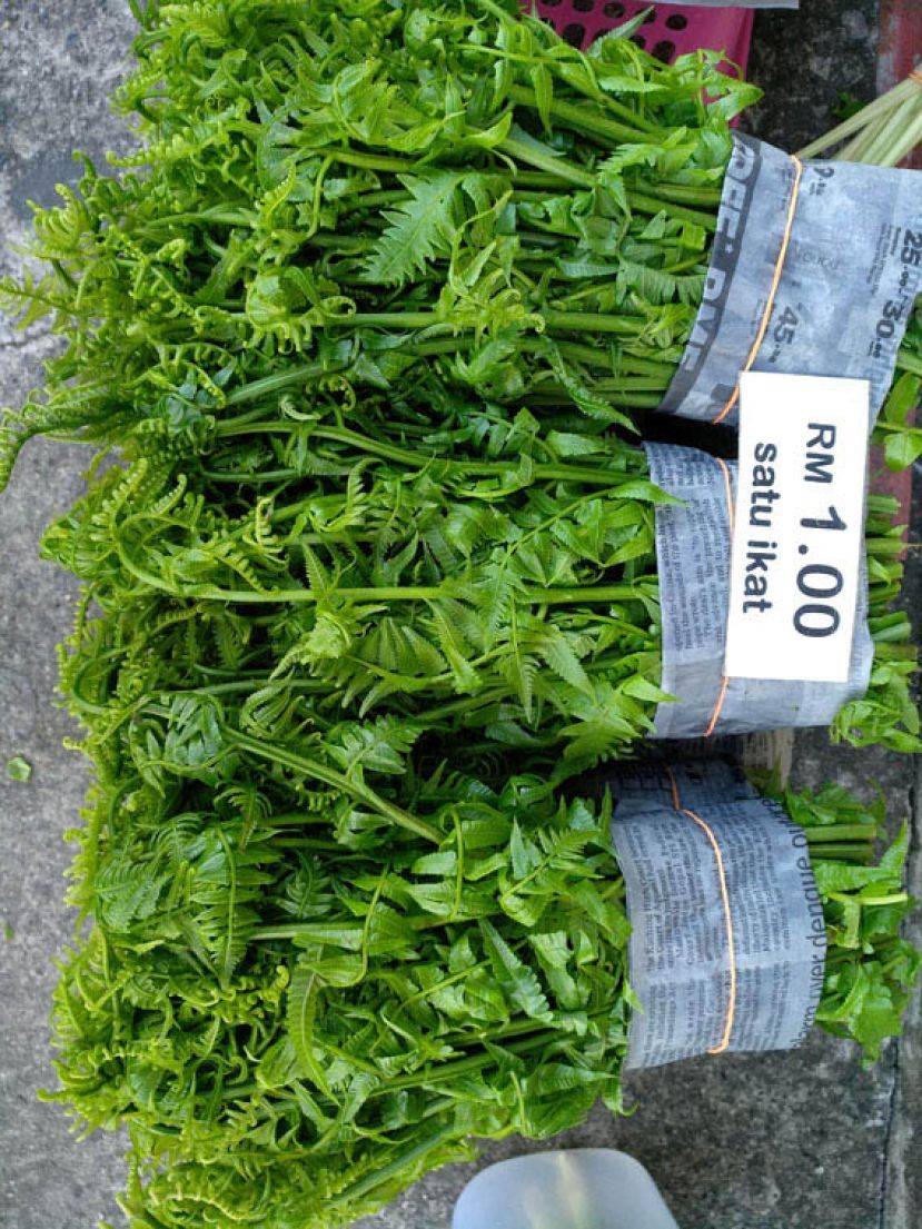 图示：原住民在小贩中心，将巴姑菜扎成一把把兜售。