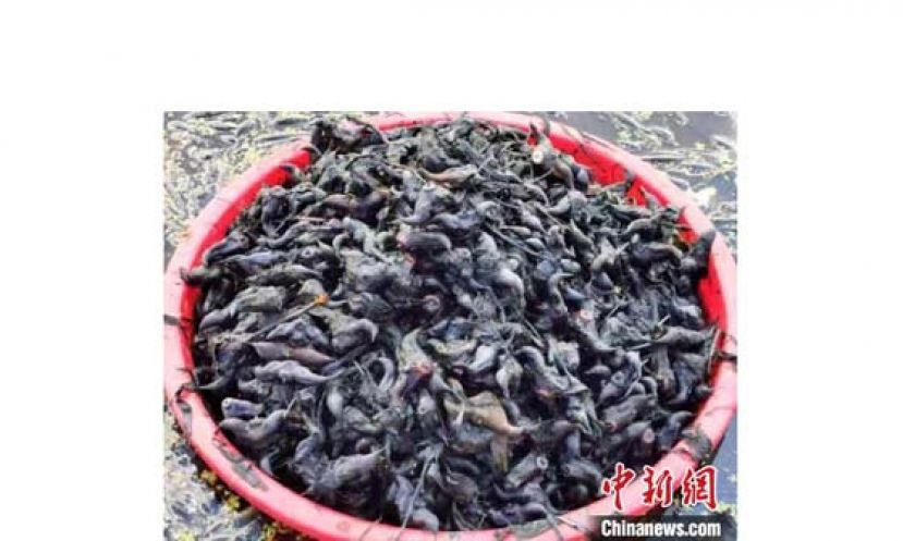 从水底捞起的老菱角。