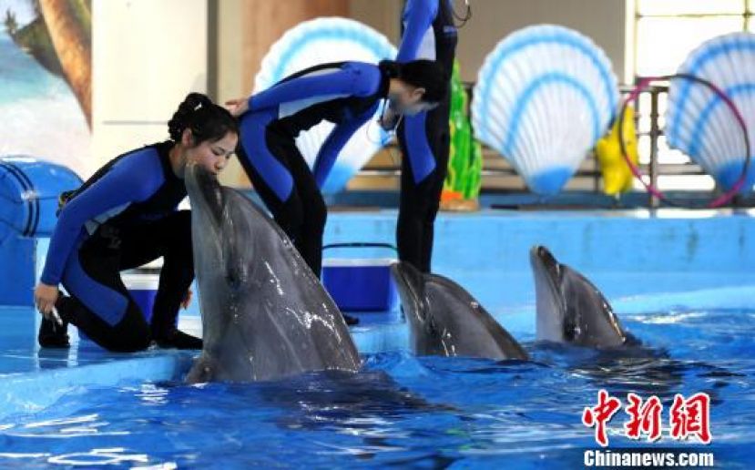 图示：在合肥海洋世界，海豚为驯兽师孙丽如送上深情一吻。