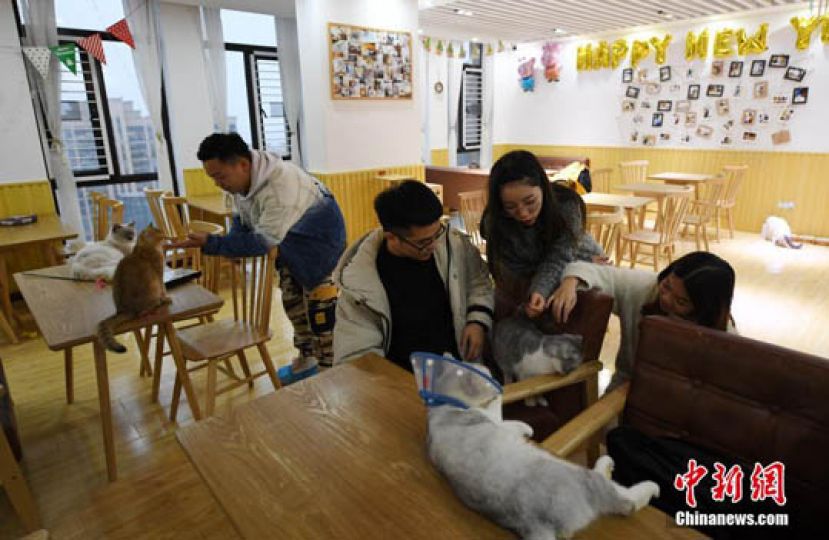 图示：多位年轻人在&ldquo;撸猫&rdquo;。