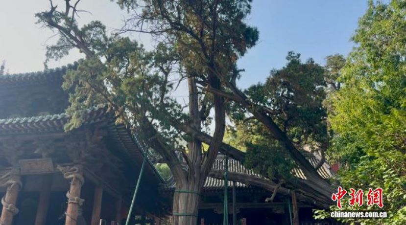 &ldquo;周柏&rdquo;位于晋祠圣母殿旁。