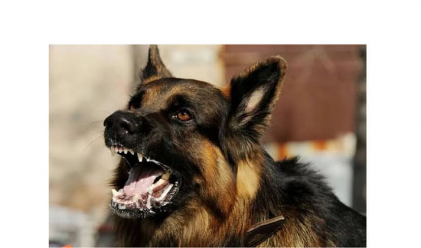 砂12狂犬病患者　治疗后情况稳定
