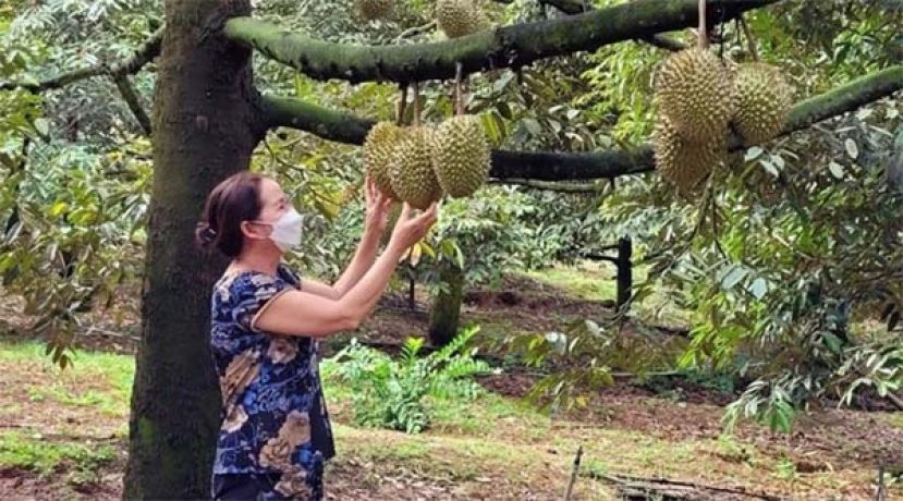 越南东南部巴地头顿省的榴梿园。
