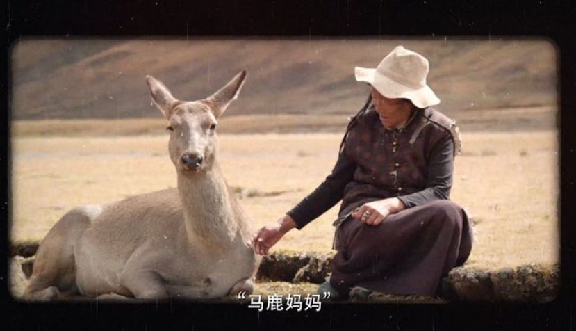 青藏高原上的生命接力：一家两代人与马鹿的半世纪之约